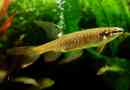 Copella arnold vagy jumping haracin